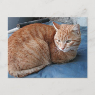 Beige Cat Postkarte