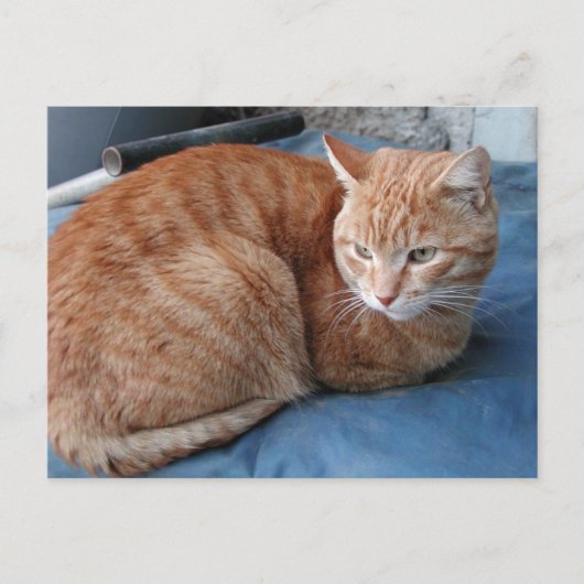 Beige Cat Postkarte (Vorderseite)