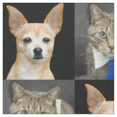 Beige Chihuahua und graue Tabbykatze mit blauer Stoff (Nahaufnahme)
