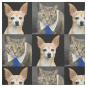 Beige Chihuahua und graue Tabbykatze mit blauer Stoff (Muster)