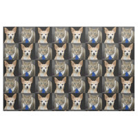 Beige Chihuahua und graue Tabbykatze mit blauer