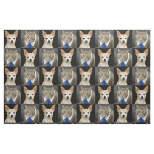 Beige Chihuahua und graue Tabbykatze mit blauer Stoff