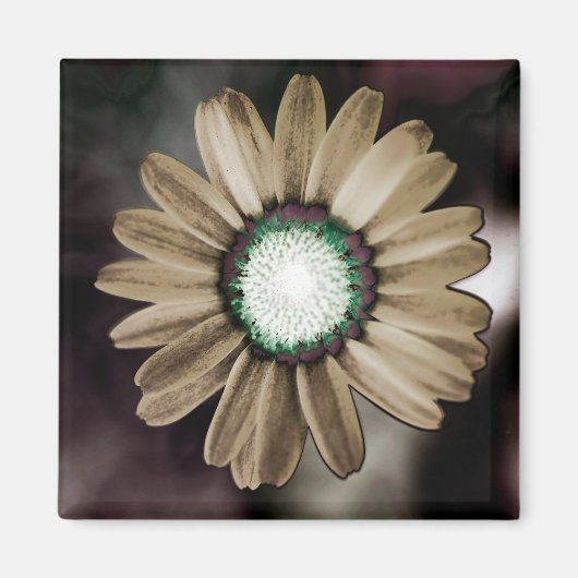 Beige Rustic Daisy Magnet (Vorne)