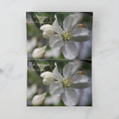 Beileid Apple Blossom Card Dankeskarte (Innenseite)