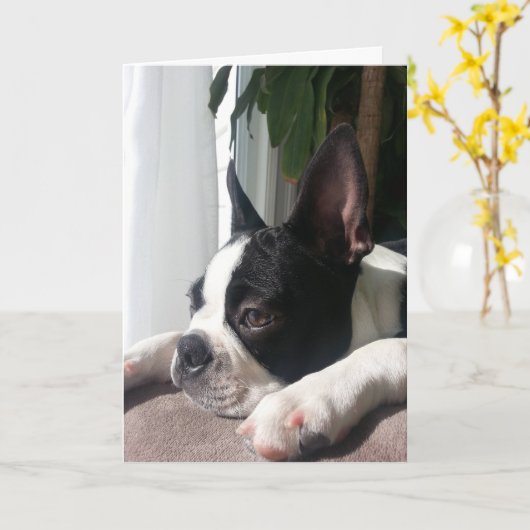Beileid Boston Terrier Karte (Gelbe Blume)