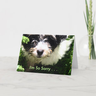 Beileid für Haustiere - Havanese Welpe. Karte