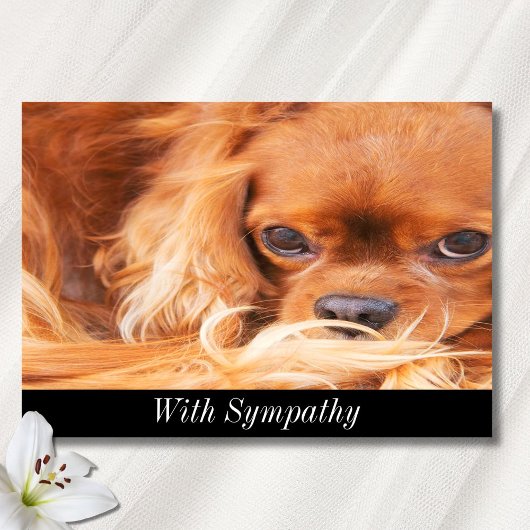 Beileid Sweet Cavalier King Charles Spaniel Card Karte