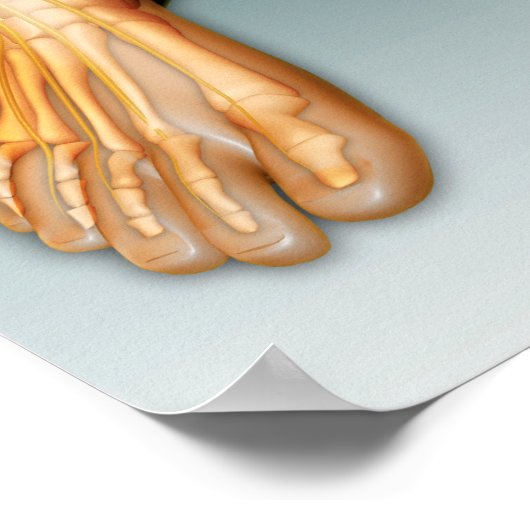 Beine und Füße mit Nervensystem Poster (Ecke)