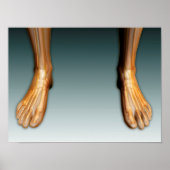 Beine und Füße mit Nervensystem Poster (Vorne)