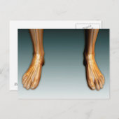 Beine und Füße mit Nervensystem Postkarte (Vorne/Hinten)