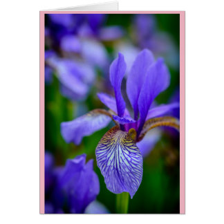 Bekannt als Blume von Februar gebären Iris