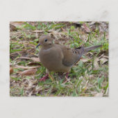 Beklagentaube oder Schildkröte tauchten aus den Postkarte (Vorderseite)