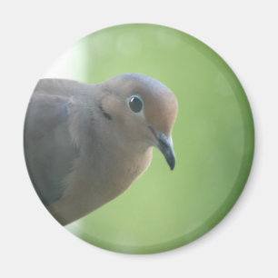 Beklagentauben-Foto-Magnet Magnet