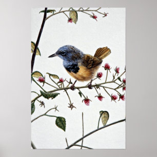 Beklagenträllerer Poster