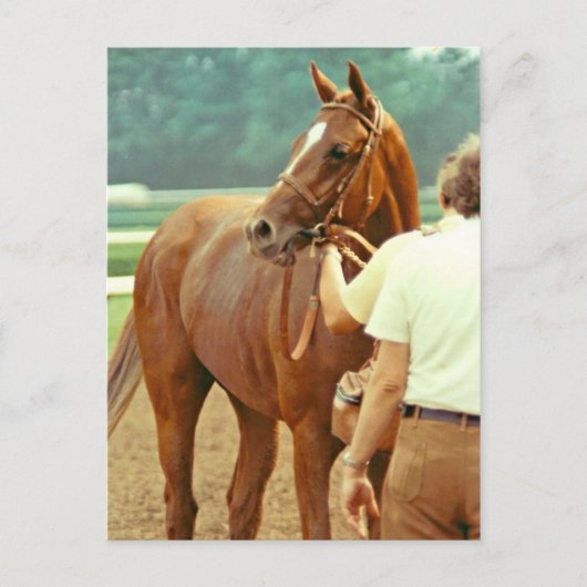 Bekräftigt durchdacht Racehorse 1978 Postkarte (Vorderseite)