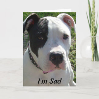 Belated Birthday Card with Pittbull Dog Karte