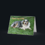 Belated Birthday-customize Karte<br><div class="desc">Ol' Duke was my Dad's dog and Daddy's spoiled him rotten with cookies. Australian Shepherds make wonderful companions. Use the empfind inside or change to your words with my easy template.</div>