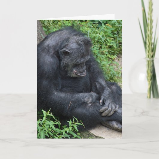 Belated Birthday Pouting Chimpanzee Karte (Vorderseite)