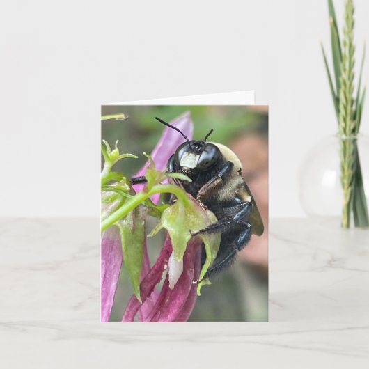 Belebt als Biene Ankündigung (Vorderseite)