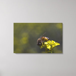 Belebt als Biene Leinwanddruck