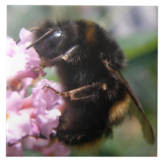 Belebte Hummel und rosa Blume Tile Fliese (Vorderseite)