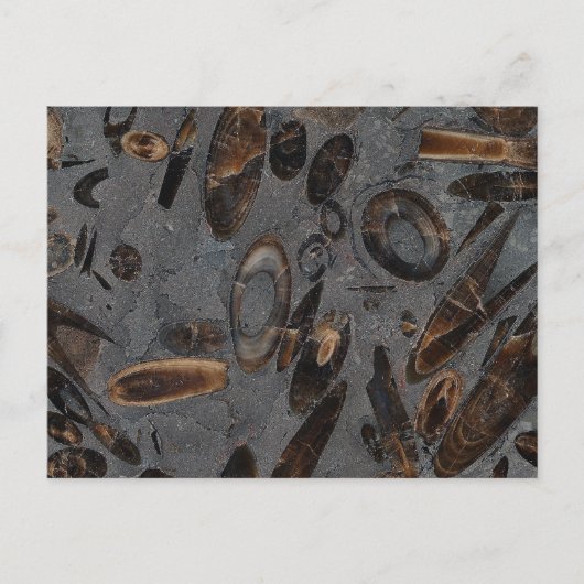 Belemnites Postkarte (Vorderseite)