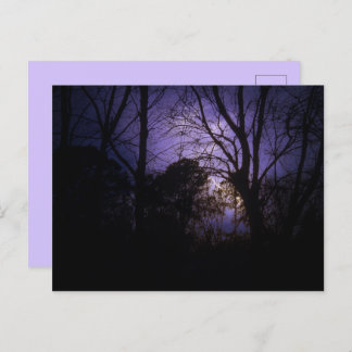 Beleuchtung in den Bäumen Postkarte