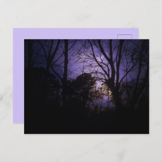 Beleuchtung in den Bäumen Postkarte (Vorne/Hinten)