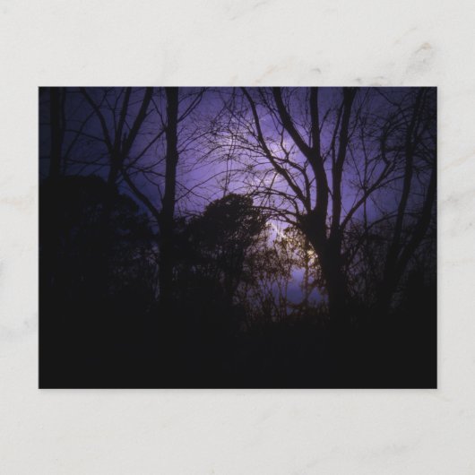Beleuchtung in den Bäumen Postkarte (Vorderseite)