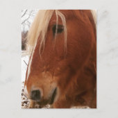 Belgian Horse Gelding Postkarte (Vorderseite)