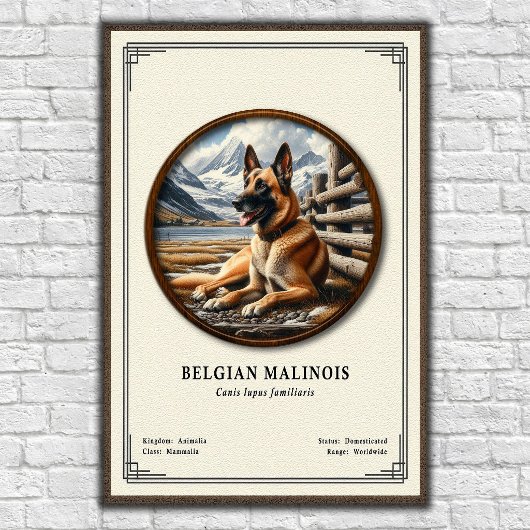 Belgian Malinois Zoology Series Poster