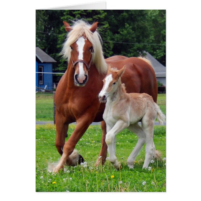 belgian Mare and Filly (Vorne)