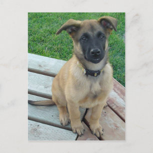 Belgian Shepherd Malinois Dog Postkarte