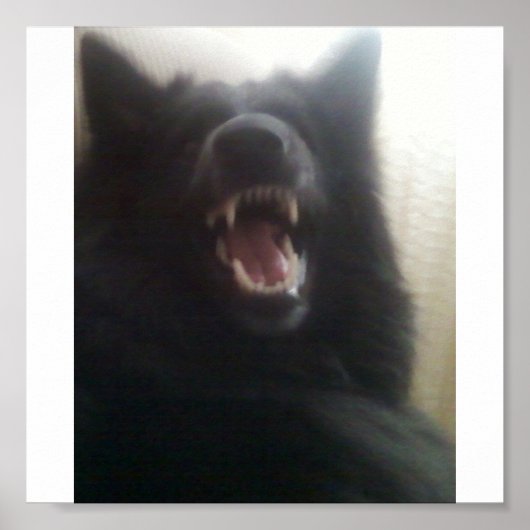 Belgian Shepherd's Teeth aka "The Black Wolf" Poster (Vorne)