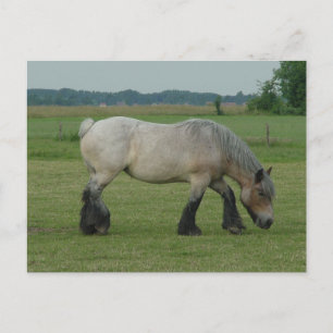 Belgien Draft Horse-color grey grazing Postkarte