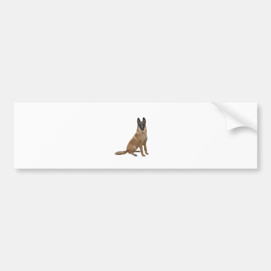 Belgien Malinois (A) Autoaufkleber (Vorne)