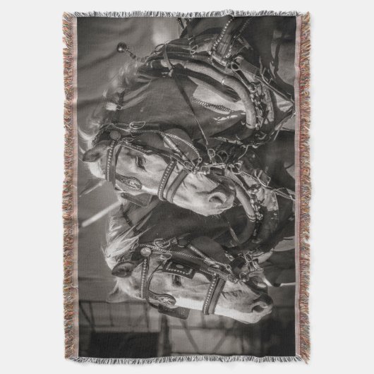 Belgien Pferdezuchtpferde Decke (Vorderseite Vertikal)