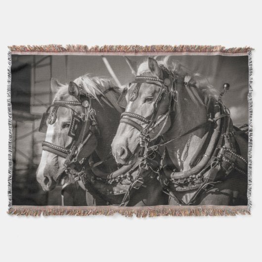 Belgien Pferdezuchtpferde Decke (Vorderseite)