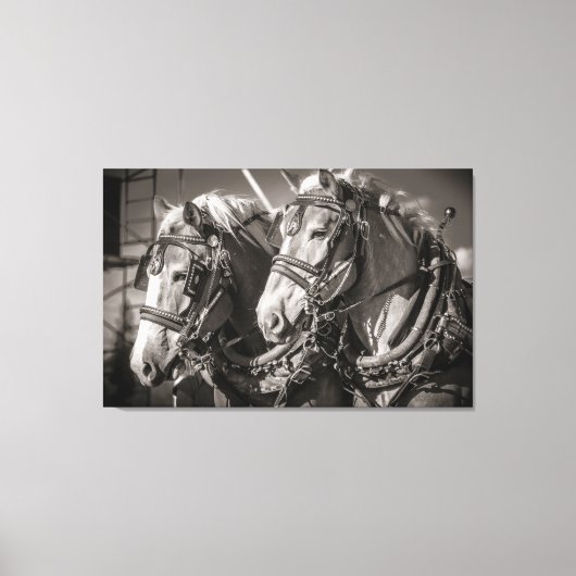 Belgien Pferdezuchtpferde Leinwanddruck (Vorderseite)