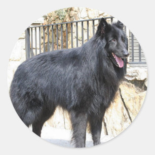 Belgier (Groenendael) voll Runder Aufkleber