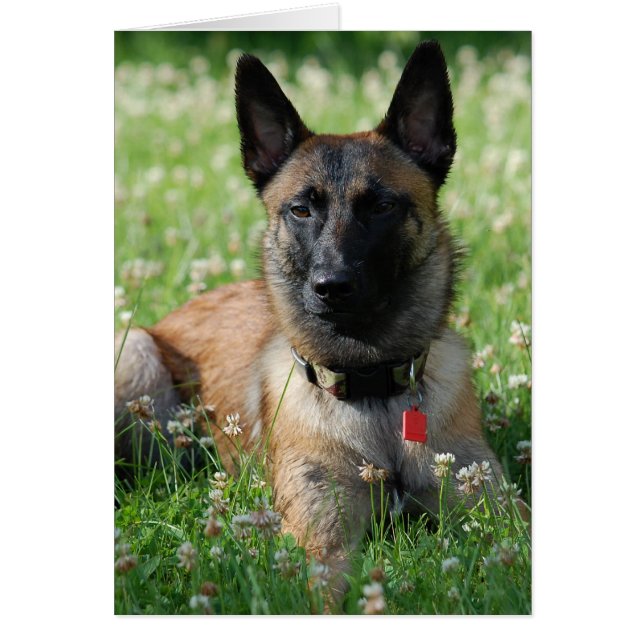 Belgier Malinois (Vorne)