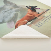 Belgier Malinois - belgischer Schäfer - Maligator Sherpadecke (3/4)