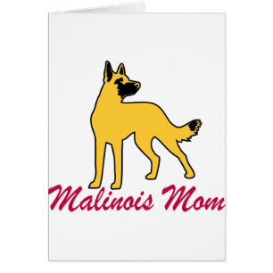 Belgier Malinois Mama