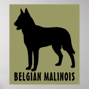 Belgier Malinois Poster