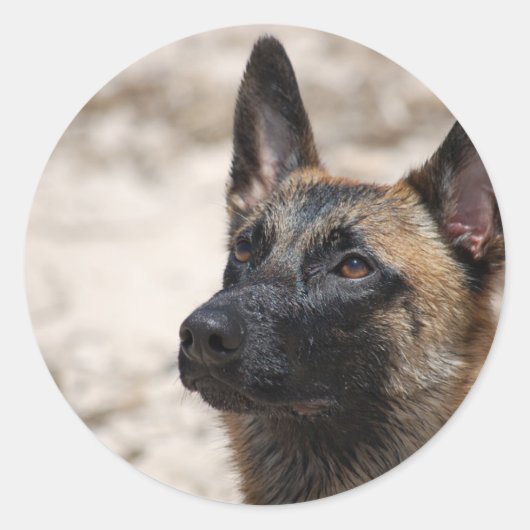 Belgier Malinois Runder Aufkleber (Vorderseite)