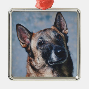 Belgier Malinois Verzierung Silbernes Ornament