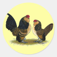 Belgisch d'Anvers Bantams: Quail