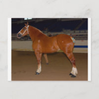 Belgisch im Schauring