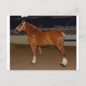 Belgisch im Schauring Postkarte (Vorderseite)