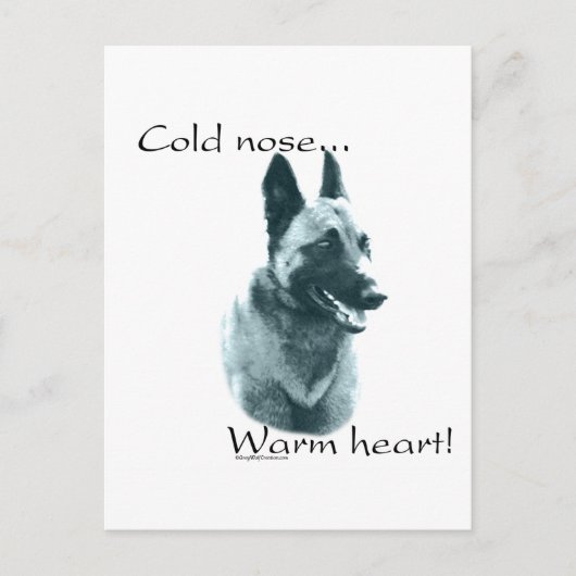 Belgisch Malinois Cold Nose Warm Herz Postkarte (Vorderseite)